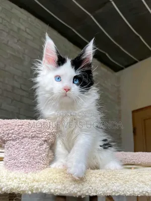 1-3 months Male Purebred Norwegian Forest