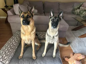 3-6 months Female Purebred German Shepherd