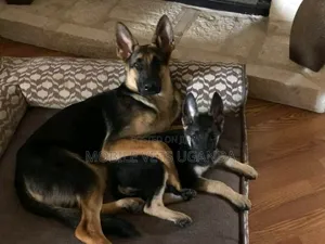 6-12 months Female Purebred German Shepherd