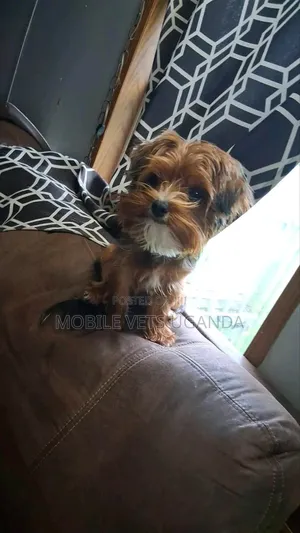 1-3 months Male Purebred Maltese