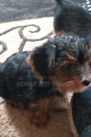 0-1 month Male Purebred Maltese