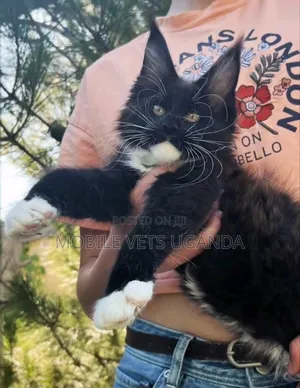 3-6 months Male Purebred Nebelung