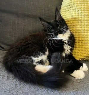 3-6 months Female Purebred American Shorthair