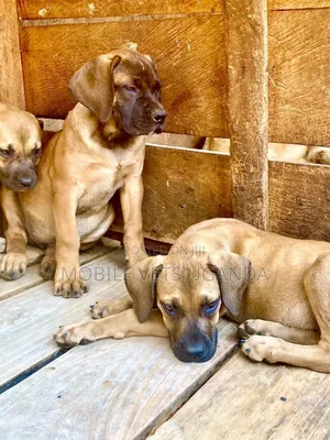 1-3 months Male Purebred Boerboel