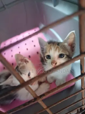 0-1 month Female Purebred Burmese