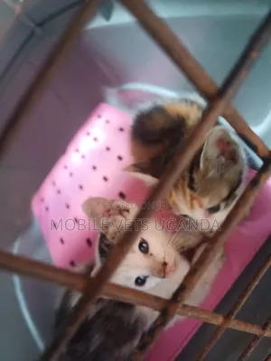 1-3 months Male Purebred Ocicat