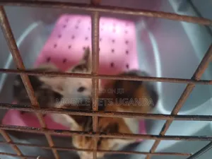 1-3 months Male Purebred Devon Rex