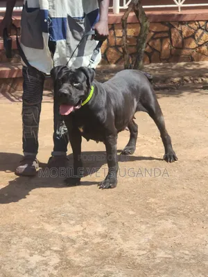 6-12 months Female Purebred Boerboel