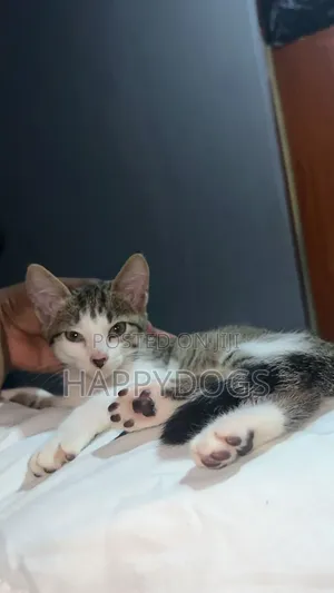 1-3 months Male Mixed Breed Exotic