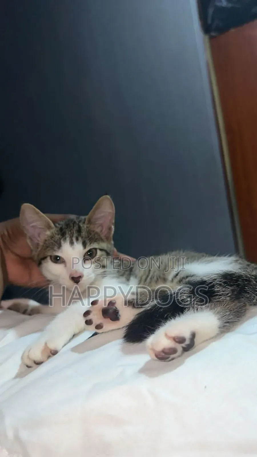 1-3 months Male Mixed Breed Exotic