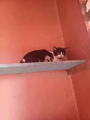 3-6 months Male Purebred Balinese