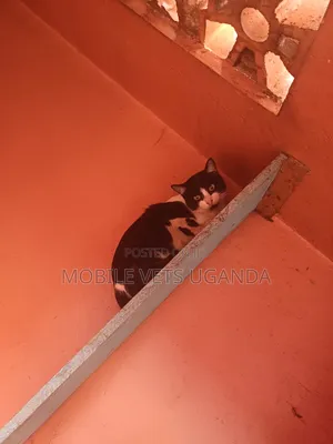 3-6 months Male Purebred Korat