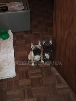3-6 months Male Purebred French Bulldog