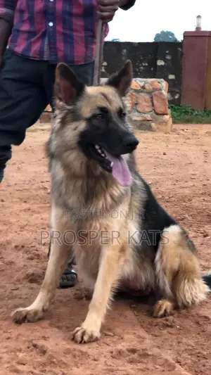 6-12 months Female Purebred German Shepherd