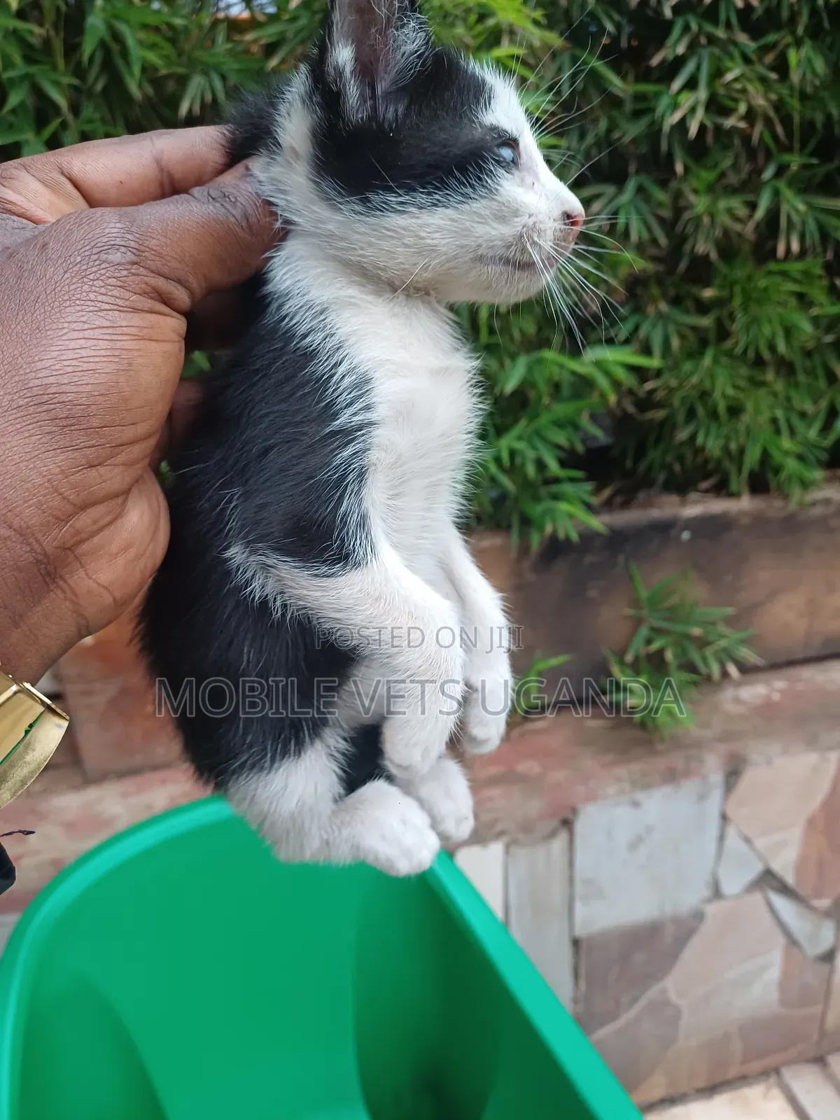 1-3 months Male Purebred Bombay