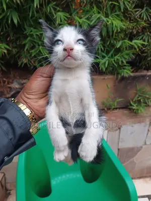 1-3 months Male Purebred Nebelung