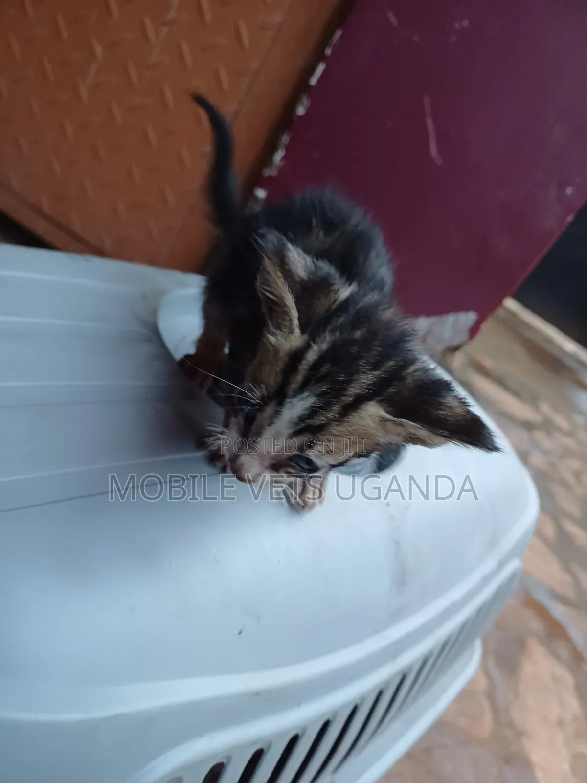 0-1 month Male Purebred Bengal