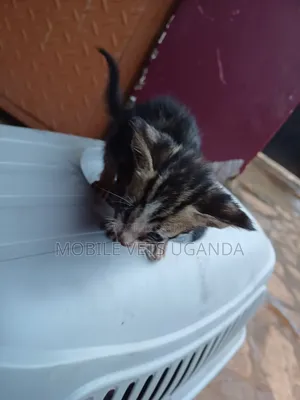 0-1 month Male Purebred Bengal