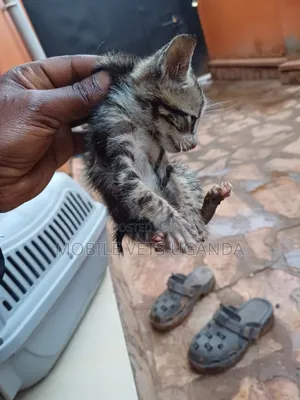 1-3 months Male Purebred Oriental