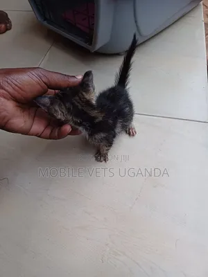 0-1 month Female Purebred Siberian