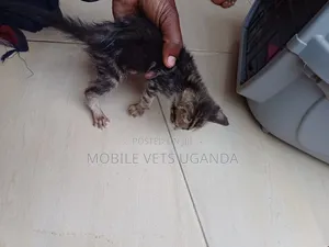 0-1 month Female Purebred Cymric