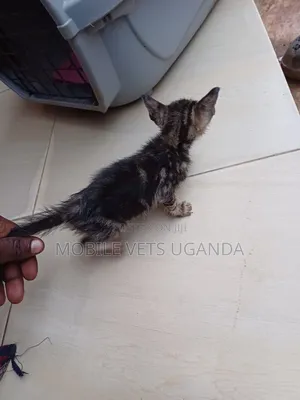 1-3 months Male Purebred Cymric