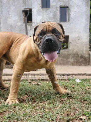 6-12 months Male Purebred Boerboel