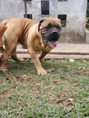 3-6 months Male Purebred Boerboel