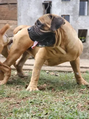 1+ year Female Purebred Boerboel