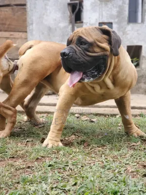 6-12 months Male Purebred Boerboel
