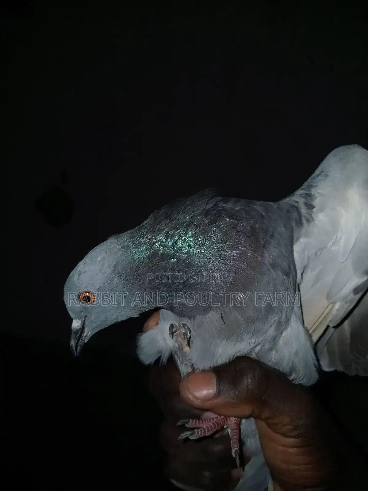 Quality Pigeons in Munyonyo [A Pair]