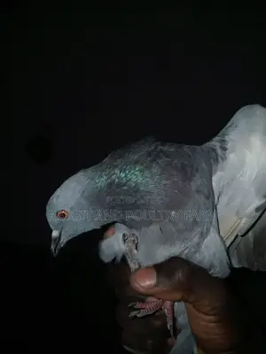 Quality Pigeons in Munyonyo [A Pair]