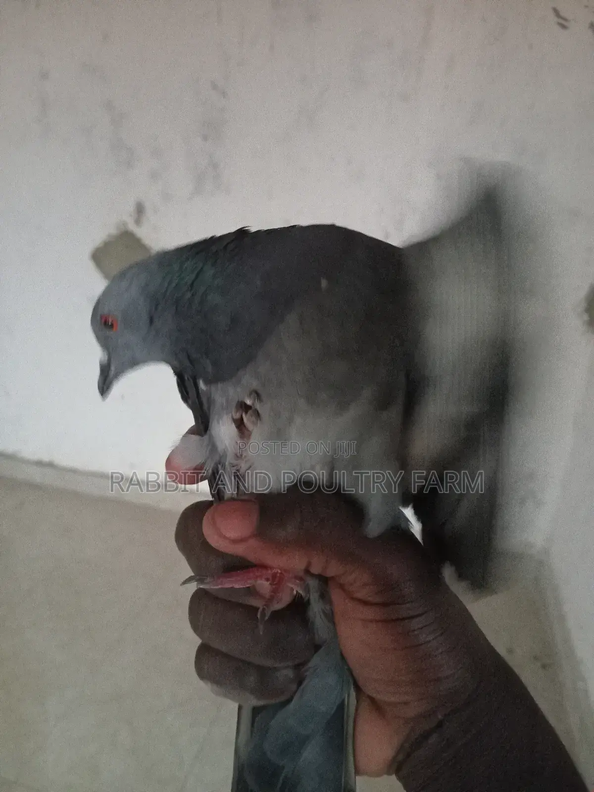 Quality Pigeons in Munyonyo [A Pair]