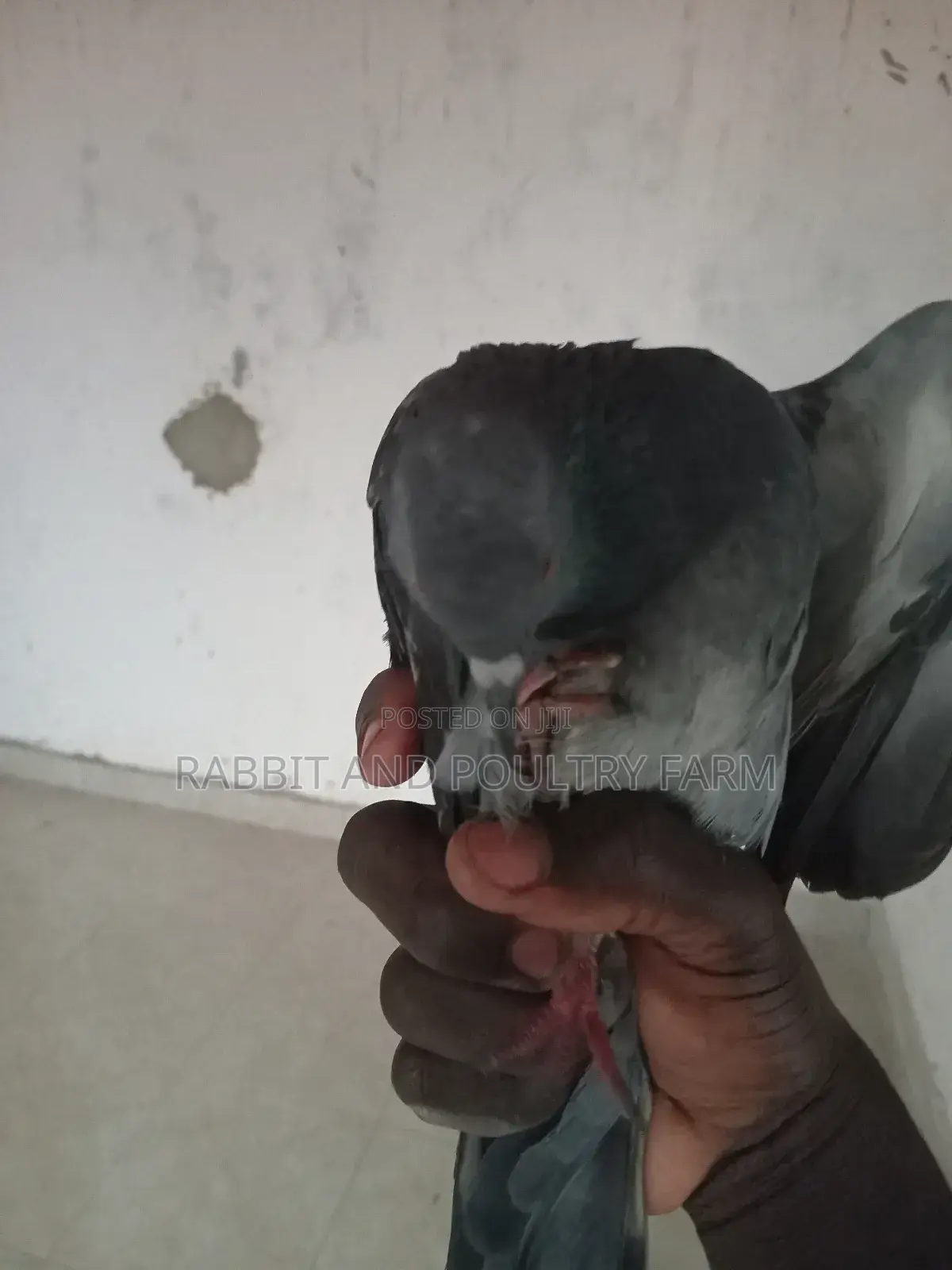 Quality Pigeons in Munyonyo [A Pair]