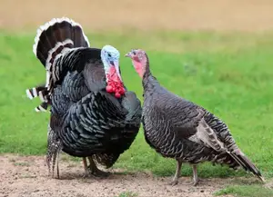 Turkey's in Munyonyo [Prices Vary With Size]