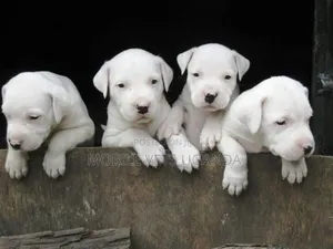 0-1 month Female Purebred Dogo Argentino