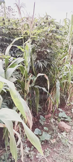 320 Acres for Sale in Bbale-Kayunga Each at 7m