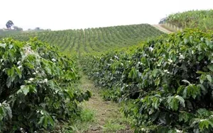 Farm Establishment and Management Consultancy