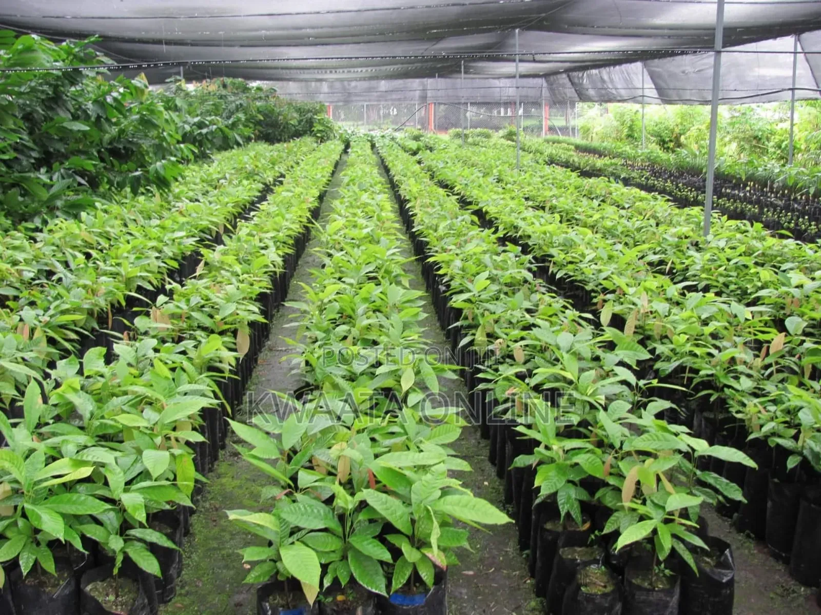 Farm Establishment and Management Consultancy