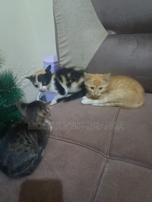 1-3 months Female Purebred Burmese