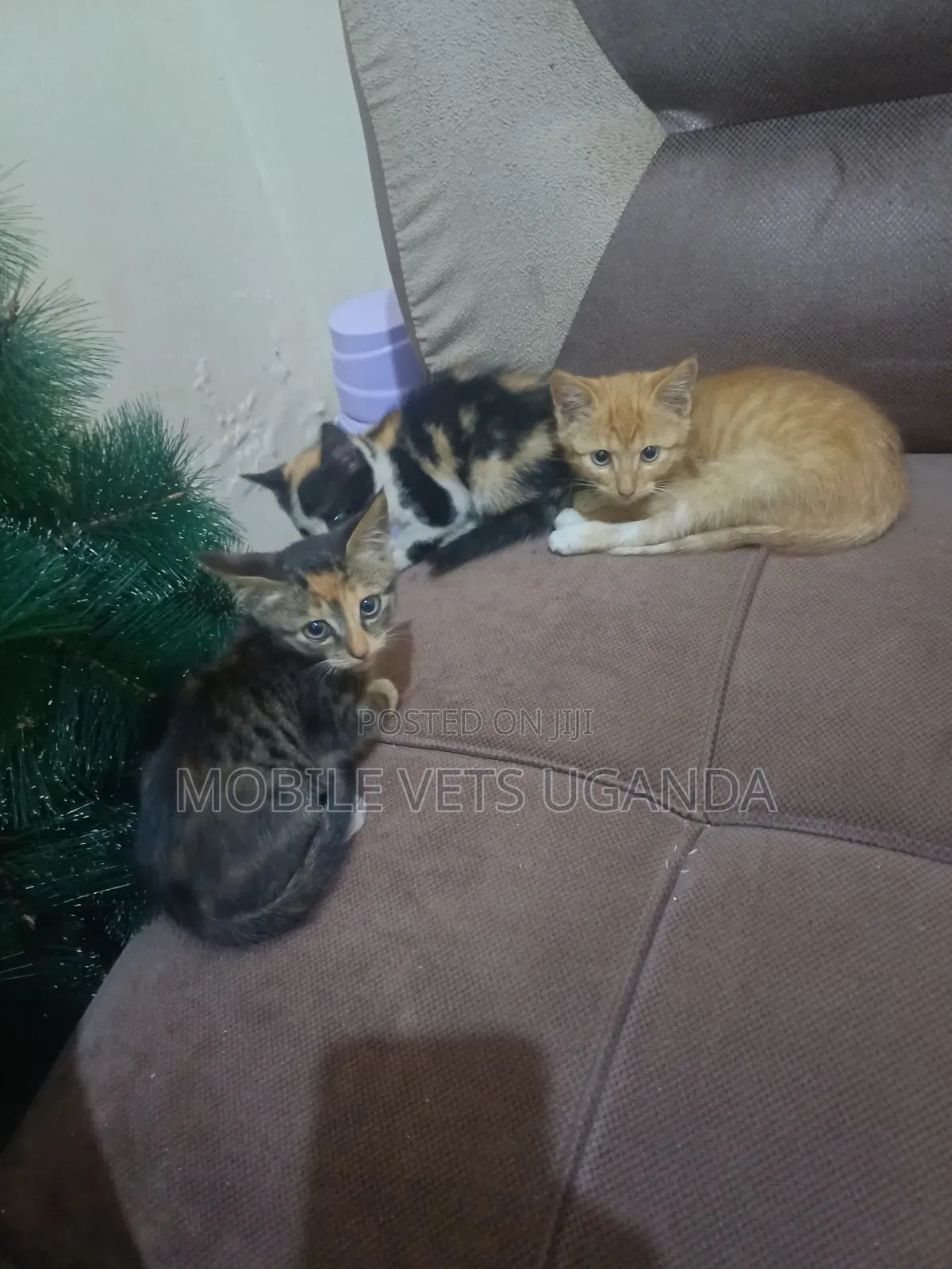 0-1 month Female Purebred LaPerm