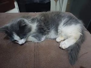 1-3 months Female Purebred American Shorthair