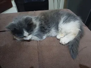 1-3 months Female Purebred Burmese