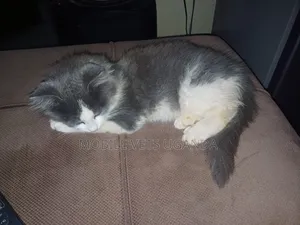 3-6 months Male Purebred Balinese