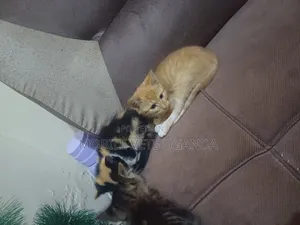 0-1 month Male Purebred American Curl