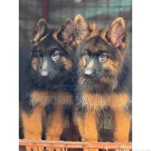 1-3 months Male Purebred German Shepherd
