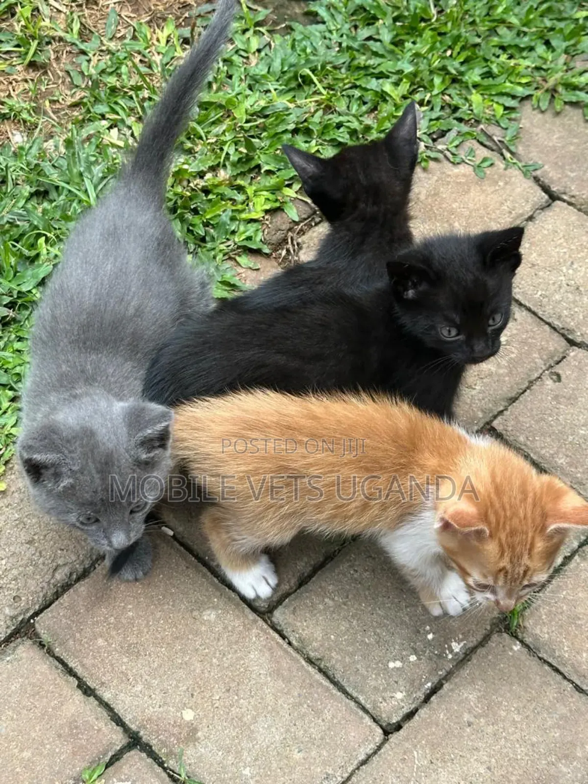 1-3 months Male Purebred Birman