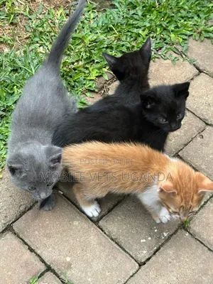 1-3 months Male Purebred Birman