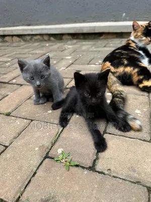 0-1 month Male Purebred Cymric