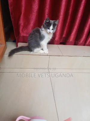 0-1 month Male Purebred American Wirehair